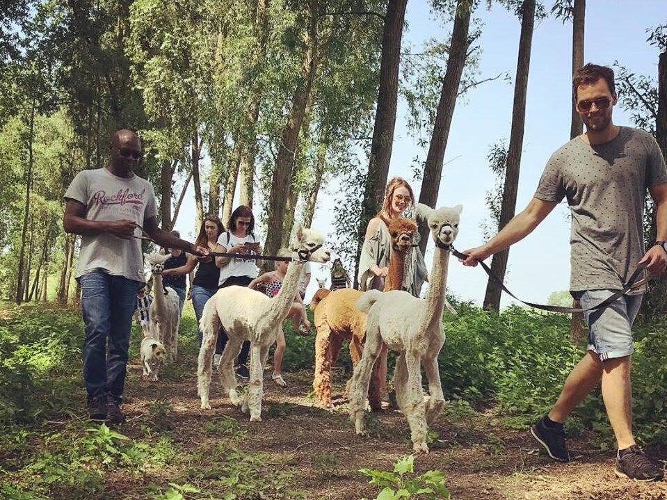 alpacawandeling2