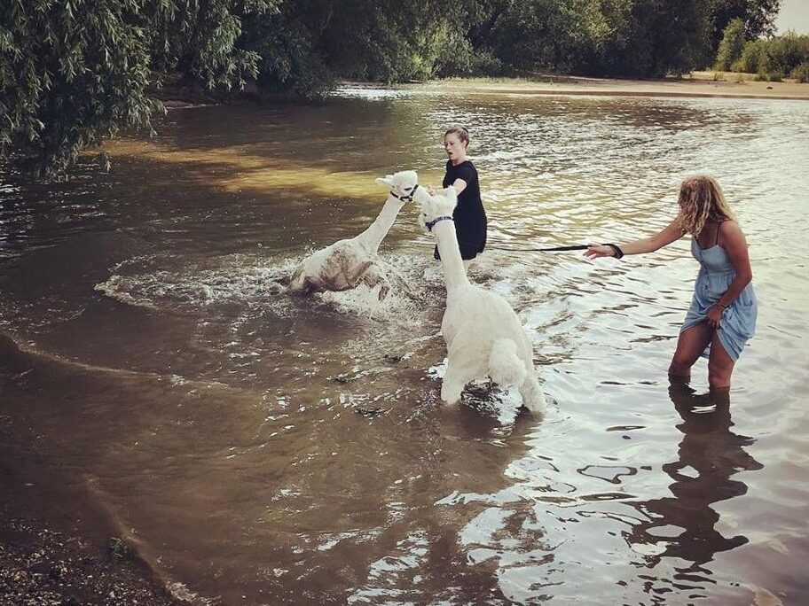 alpacawandeling6