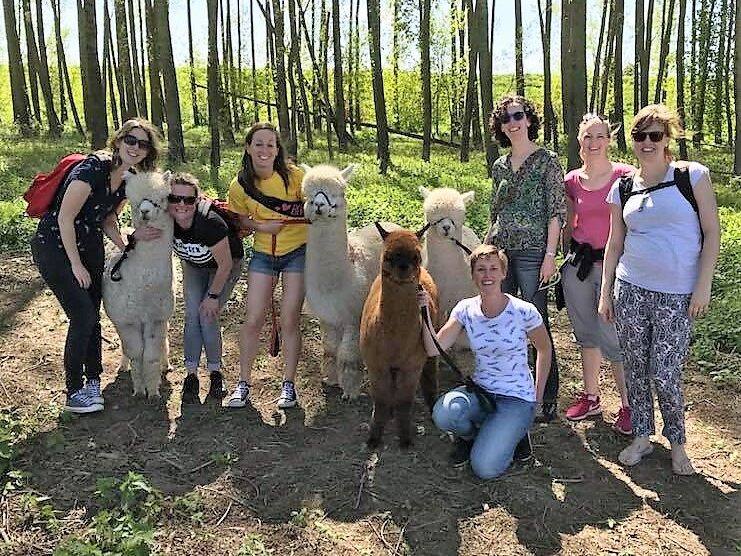 alpacawandeling7
